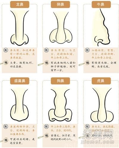 福鼻 面相|鼻相分析10款｜鼻樑有節及橫紋、豬膽鼻、鼻頭下垂代表甚 